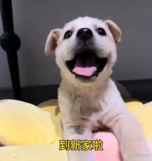  后续五台山小狗被收养,因祸得福皈依佛教,知情人曝踢狗者身份