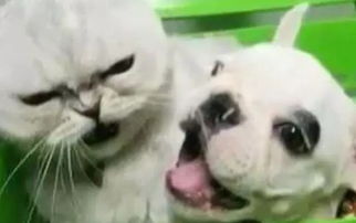  主人带猫猫和狗狗一起去洗澡,猫猫全程一脸嫌弃的表情