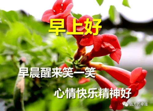  早上好表情包,愿你平安,快乐,健康,祝我在乎的朋友们祝福阳光好运