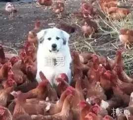  想要触碰小姐姐的黑暗嘛囧图你们老师叫皮卡丘