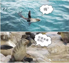  最后3个名额,直飞南非在好望角发现不一样的世界,3晚国际五星威斯汀葡萄酒庄动物园区,追海豹逗企鹅,吉普车驰骋原野