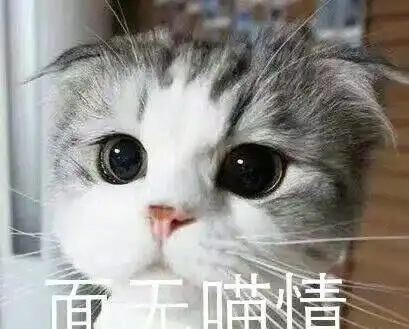  猫咪偷袭鹦鹉被发现,马上转移视线装作若无其事这墙,刮挺白啊