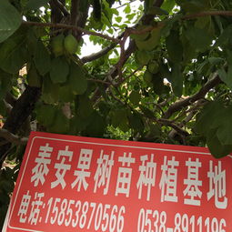  加州西梅苗图片批发西梅苗