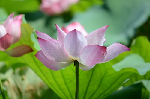  从明天开始,好运多多,会财运亨通,吉祥如意的4大生肖