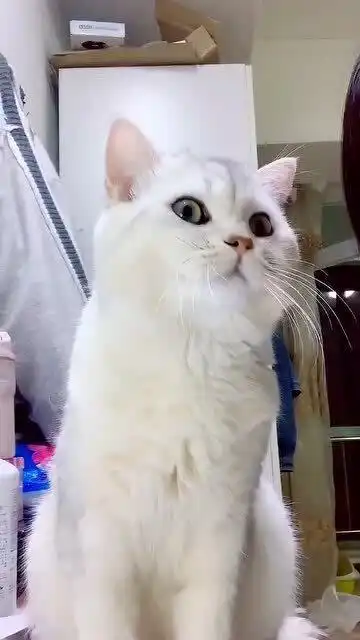  小猫咪被亲时的表情