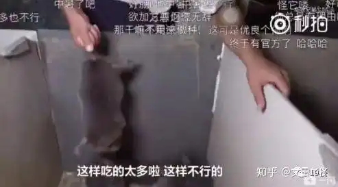  华农兄弟养竹鼠,都是戏精