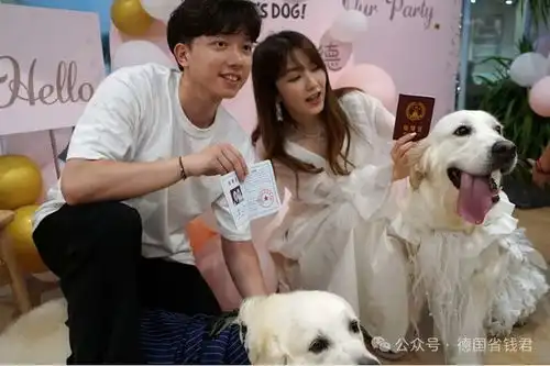  萌化了两只中国狗狗举办婚礼火上德国热搜,这些流程竟一个都没少