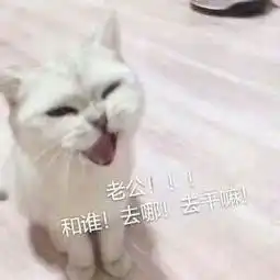 摸头表情包猫老公