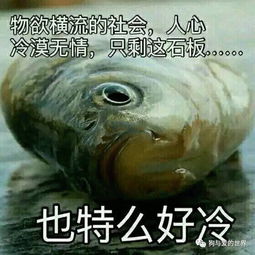 看看你们的鱼表情包
