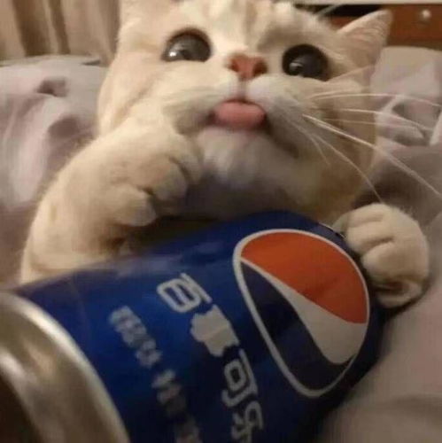 微信头像女士专用猫咪好
