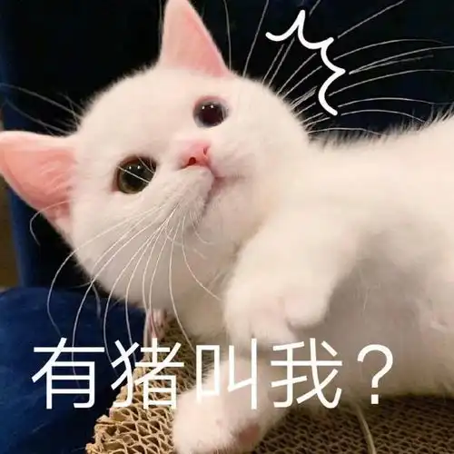  小猫咪凶巴巴表情包我不是你最爱的小猫咪了吗