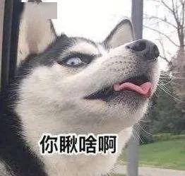  抖音最近火的二哈,让主人无奈,但是二哈蠢可是太正常了