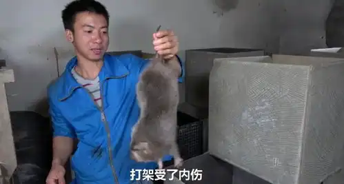  华农兄弟我们是养竹鼠的,不知怎么就成了美食博主