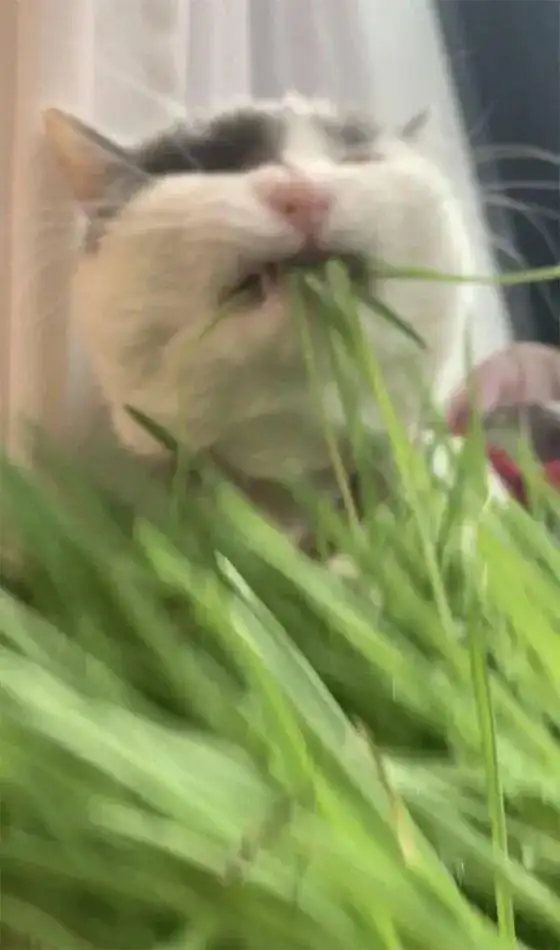  主人录下猫吃猫草的瞬间,这表情好狰狞啊