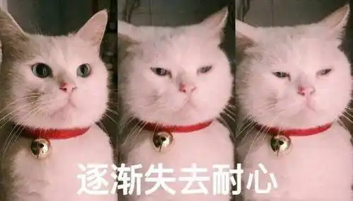  怎么对待猫能让他明白我是家里的老大,会听话