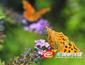  从绿色变彩色这些大树要给你颜色看了