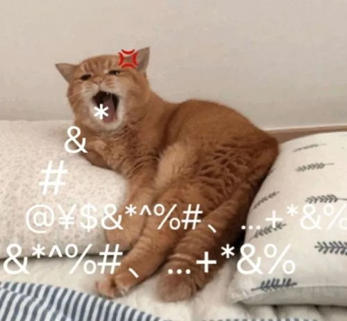  可爱猫猫头像我要3个对象,不过分吧