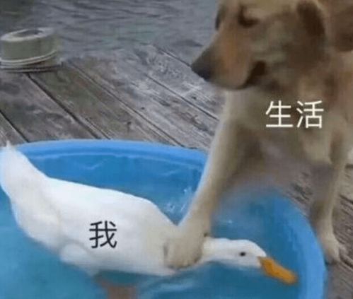  我的作品集满打满算只做了五个月