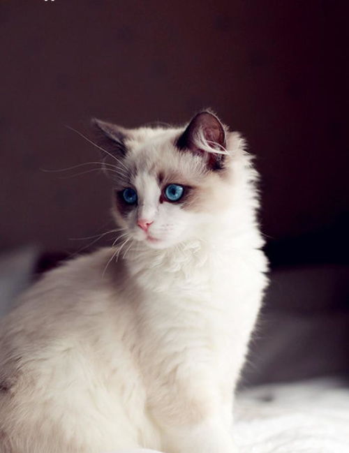 要钱专用表情包复制的猫