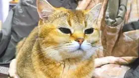 小猫咪表情包原图公猫