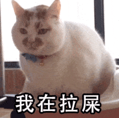  每周猫咪沙雕表情包速存