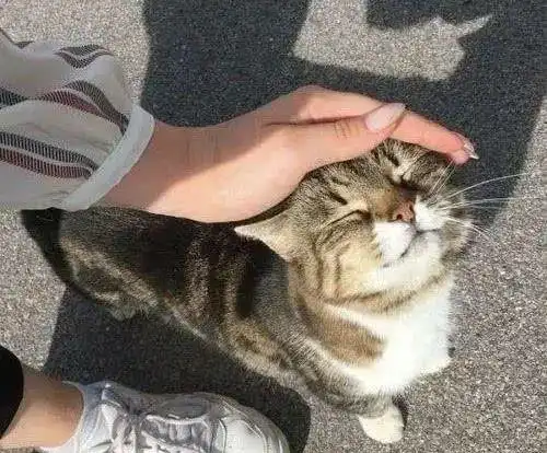  猫享受被你摸头就是喜欢你真的吗