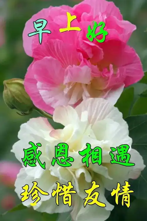  5月28日最漂亮早上好动态表情图片大全,早晨好动图美图大全