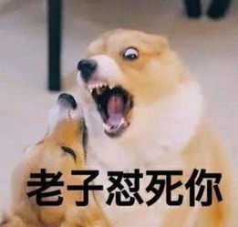  狗狗也会有心理疾病,有这5种常见的,快看看你家狗狗有没有