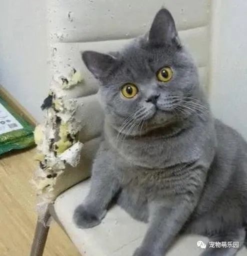  猫咪背叛主人的几个信号,早发现,早补救