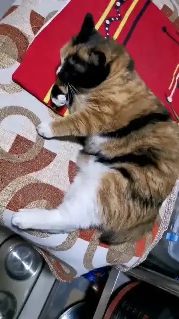  猫主人我给你打滚儿,你看我可爱不呀