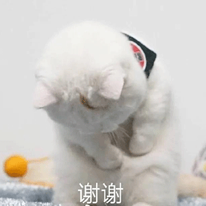  今日表情包