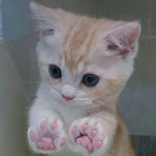 微信头像女士专用猫咪好