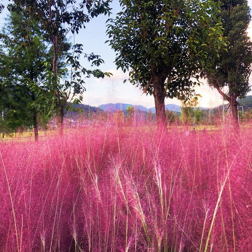  云南省腾冲市北海乡季节限定美景粉黛乱子草邀您国庆打卡