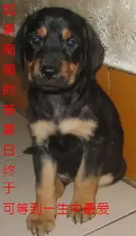  小狗的表情罗威篇宠物情缘powereddiscuz