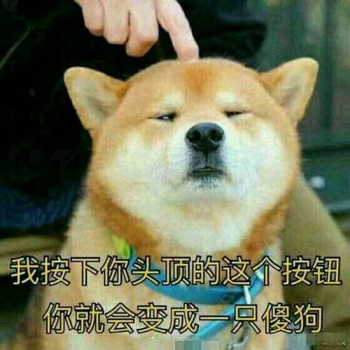 闭嘴的表情包一条狗狗狗