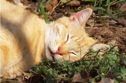  我家猫咪爱吃草,同样是植物,猫草和猫薄荷可大不同