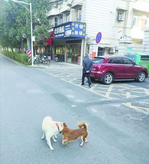  女童遭恶犬撕咬惨不忍睹,爱狗人士沉默,网友罪魁祸首不是狗