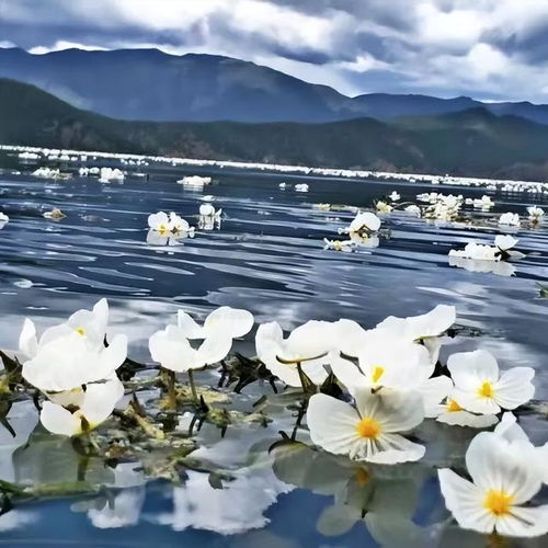  盐源究竟有多浪漫一