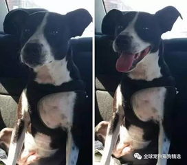  只要夸这些狗狗一句,他们瞬间萌翻你猫奴们