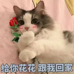  作为女孩子撒娇表情包不能少,这些表情包让男友宠你一辈子