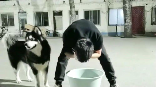  阿拉斯加犬偷袭洗脸的主人,做错事后还一脸无辜的表情