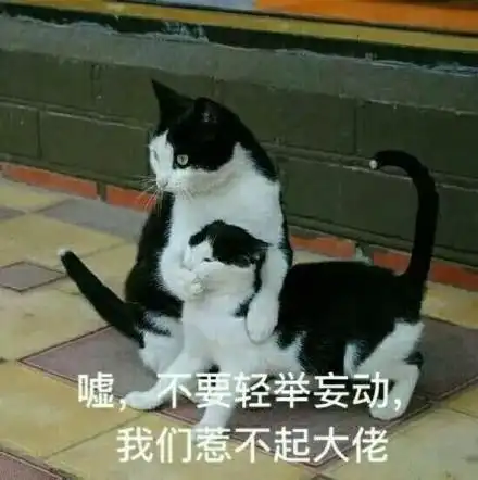 那我不要了表情包小猫咪