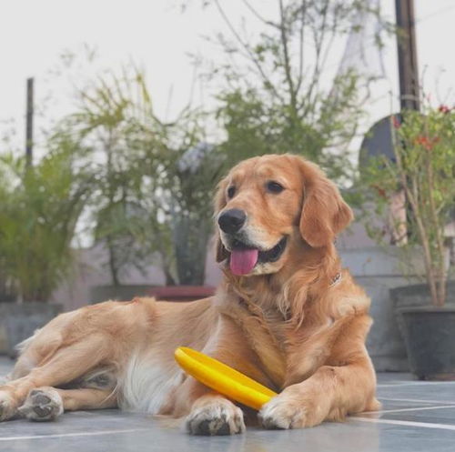  正帮金毛犬梳毛,以为它会露出享受的表情,结果它的反应让人笑喷