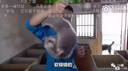  笑到泪奔竹鼠表情包窜上热搜吃它有一百种理由漂亮抑郁中暑