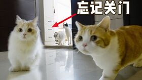 学会逗猫棒第7天,我的猫表情逐渐沙雕每天一遍防止抑郁