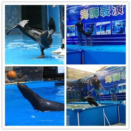  海狮表演出租重庆免费咨询