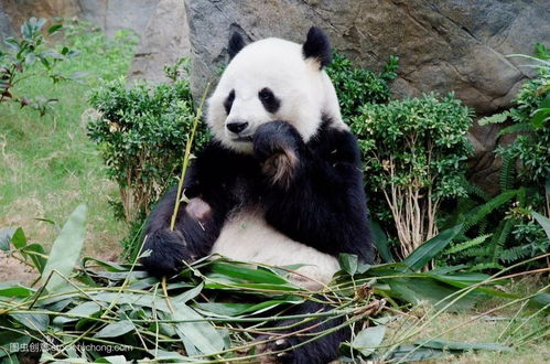  大熊猫种群已扩大至汉中5县区,数量达164只
