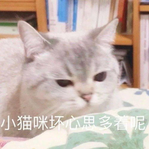  网红猫咪猫咪臭娜娜表情包十一
