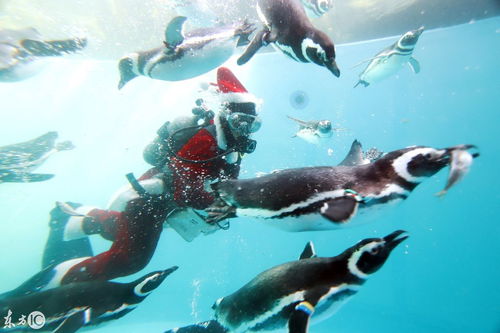  日本水族馆白鲸头戴圣诞帽迎宾,潜水员扮圣诞老人潜入水喂企鹅