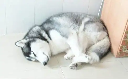  哈士奇,凭借着滑稽的表情包犯二的肢体语言,成为了狗界网红